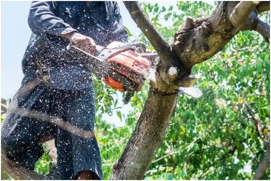 tree services St. Francis